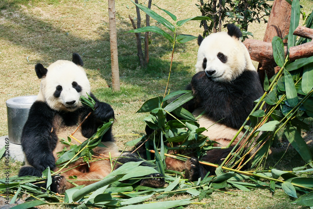 两只熊猫吃竹子