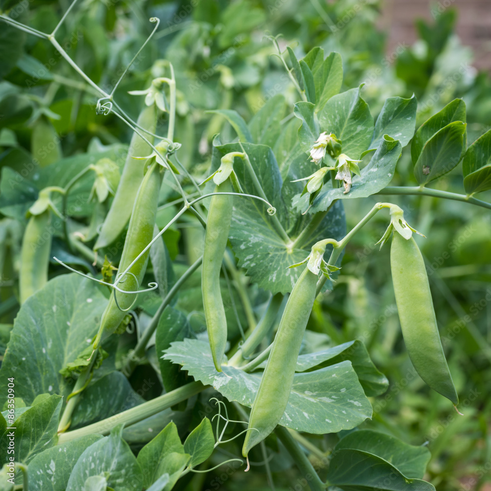 花园里的熟豌豆