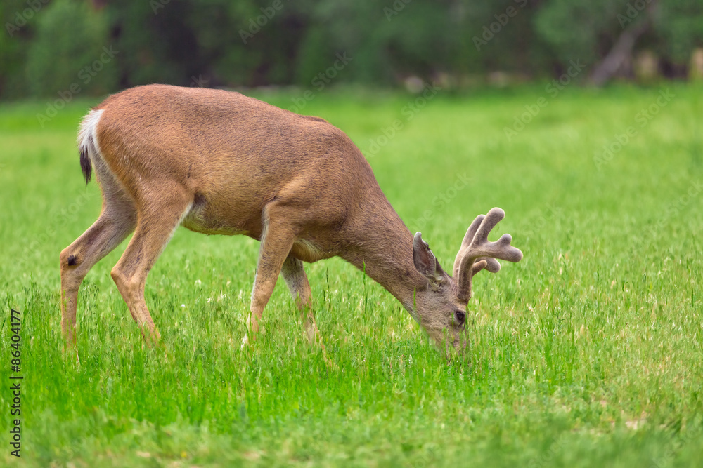 Deer eating grass on green meadow.