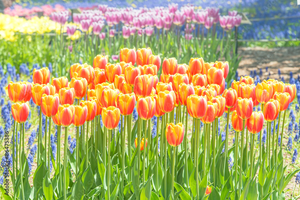 Colorful tulips in flower garden