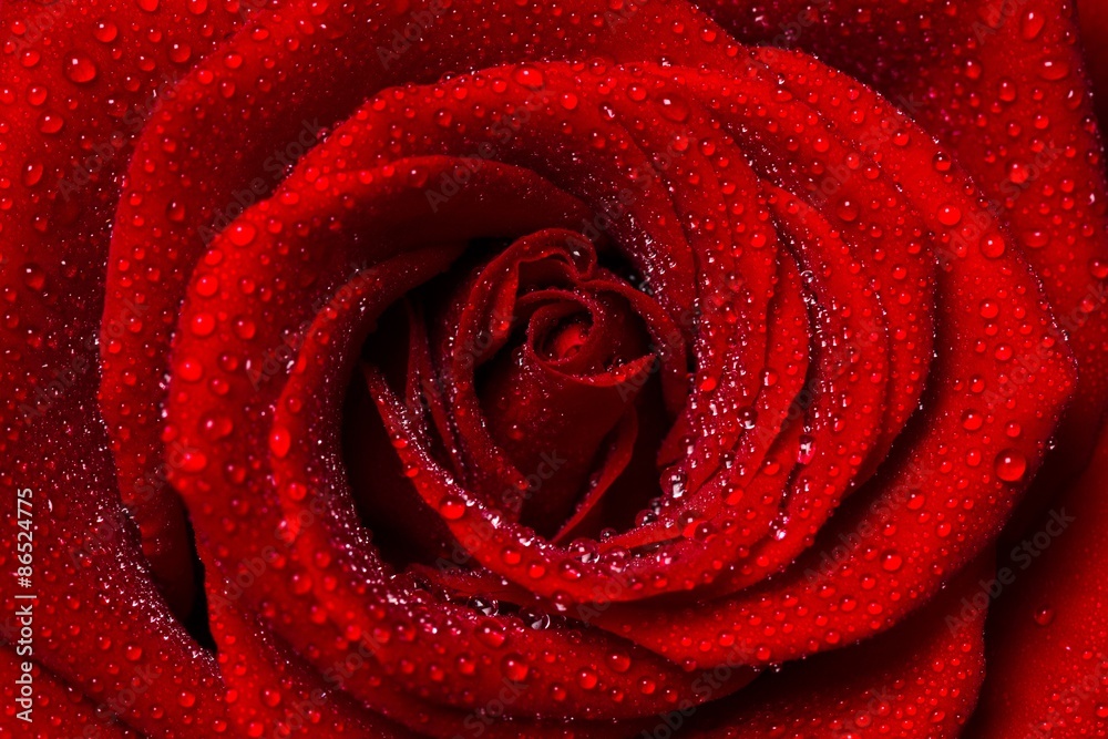 玫瑰，情人节，红色。
