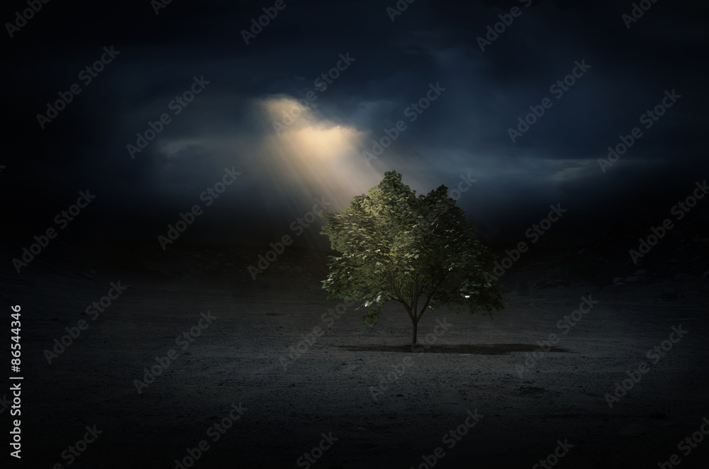Light beams on a tree