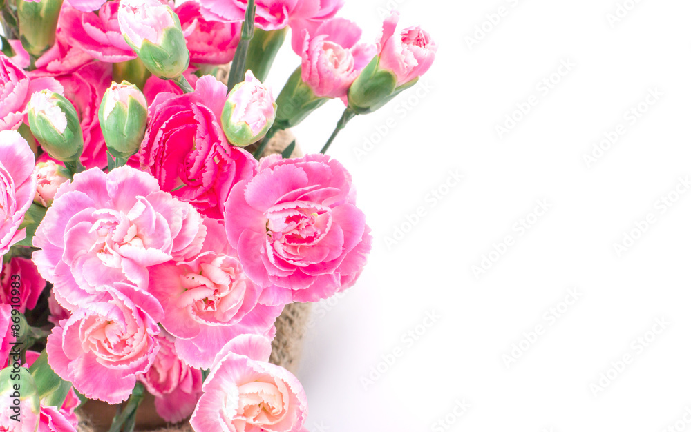 美丽绽放的粉色康乃馨花朵