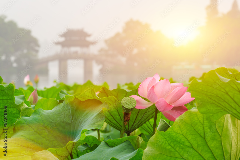 hangzhou west lake Lotus in full bloom in a misty morning，in China