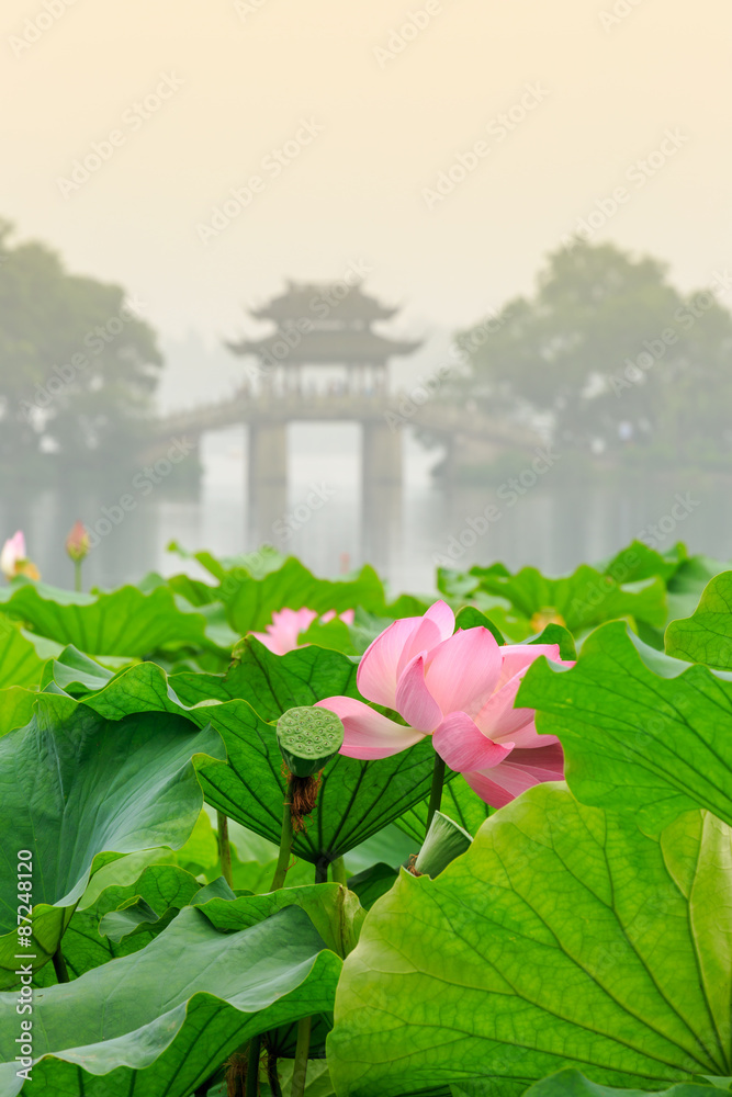 hangzhou west lake Lotus in full bloom in a misty morning锛宨n China