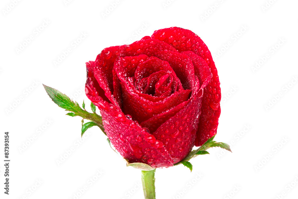 白底水滴红玫瑰花