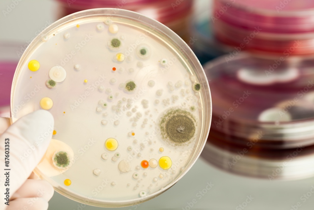 微生物学，培养皿，生物技术。