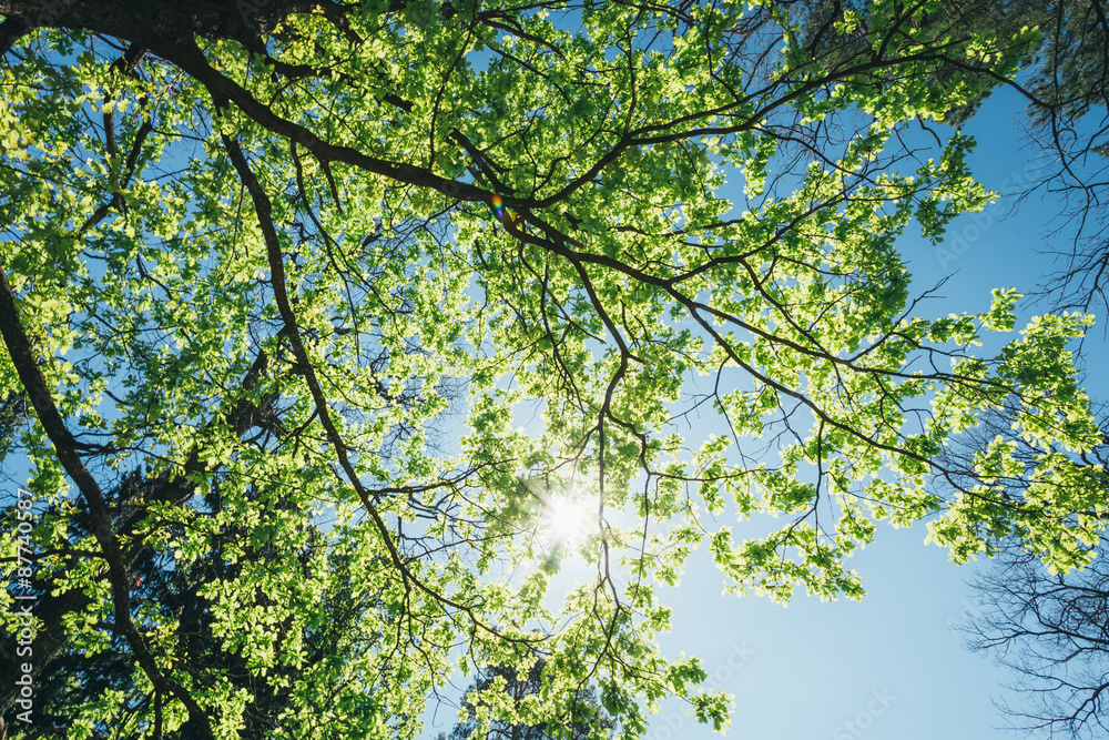 阳光明媚的高大树冠。落叶林中的阳光，夏天