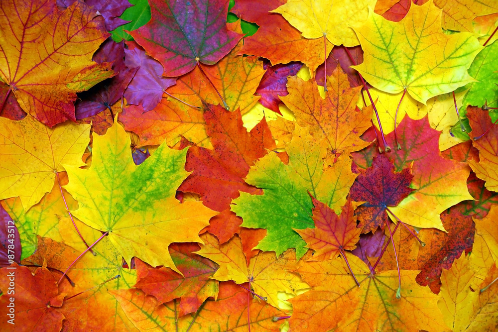 秋天的彩叶背景