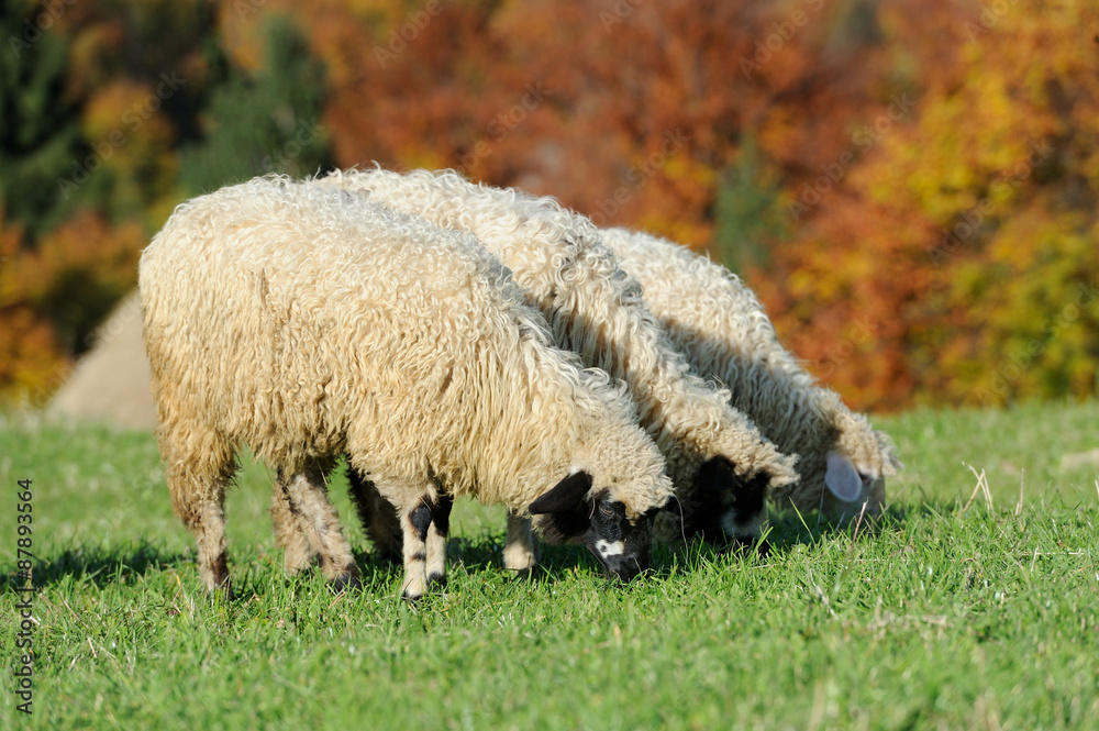 秋天田野上的羊群