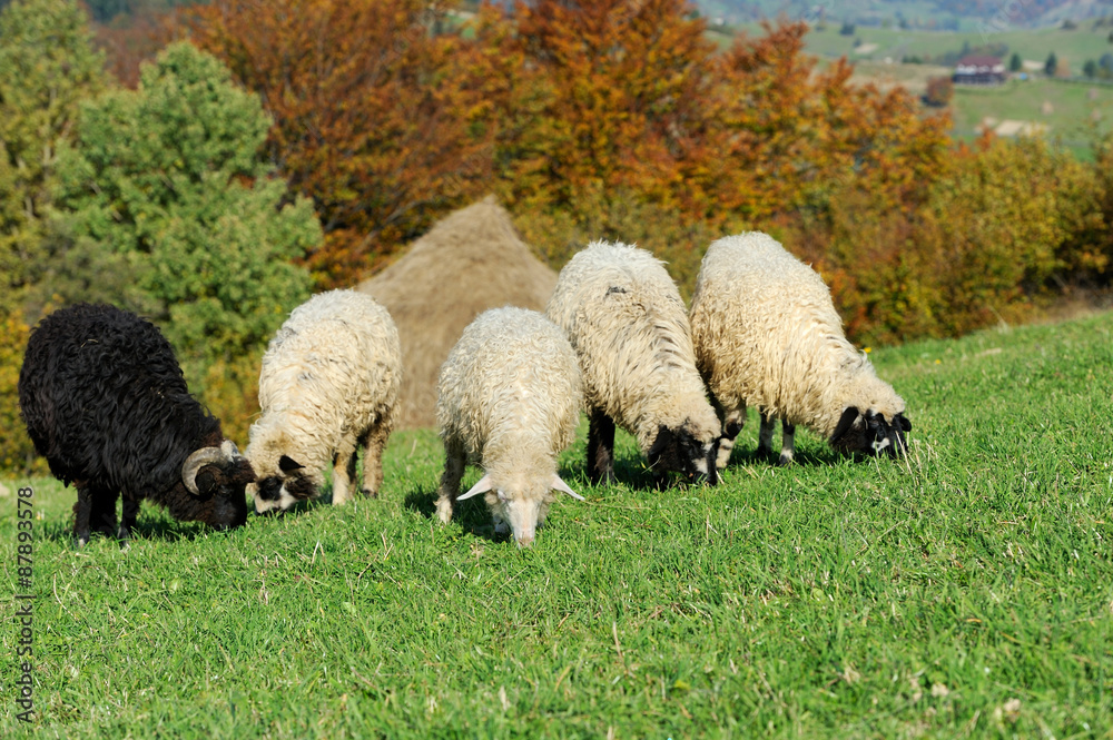 秋天田野上的羊群