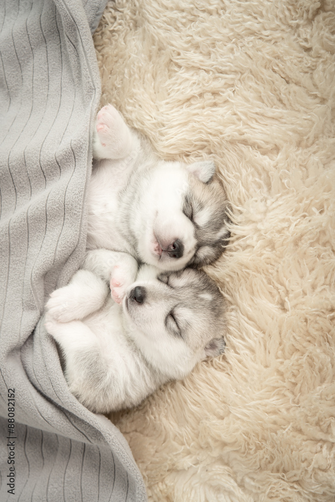 两只西伯利亚哈士奇小狗在睡觉
