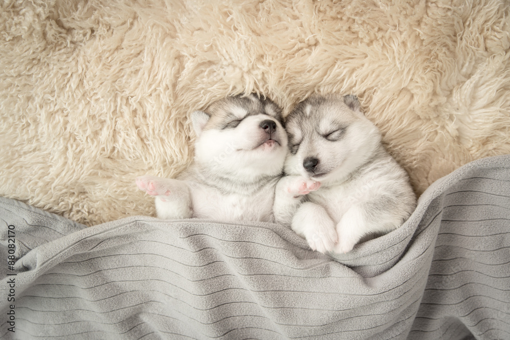 两只西伯利亚哈士奇小狗在睡觉