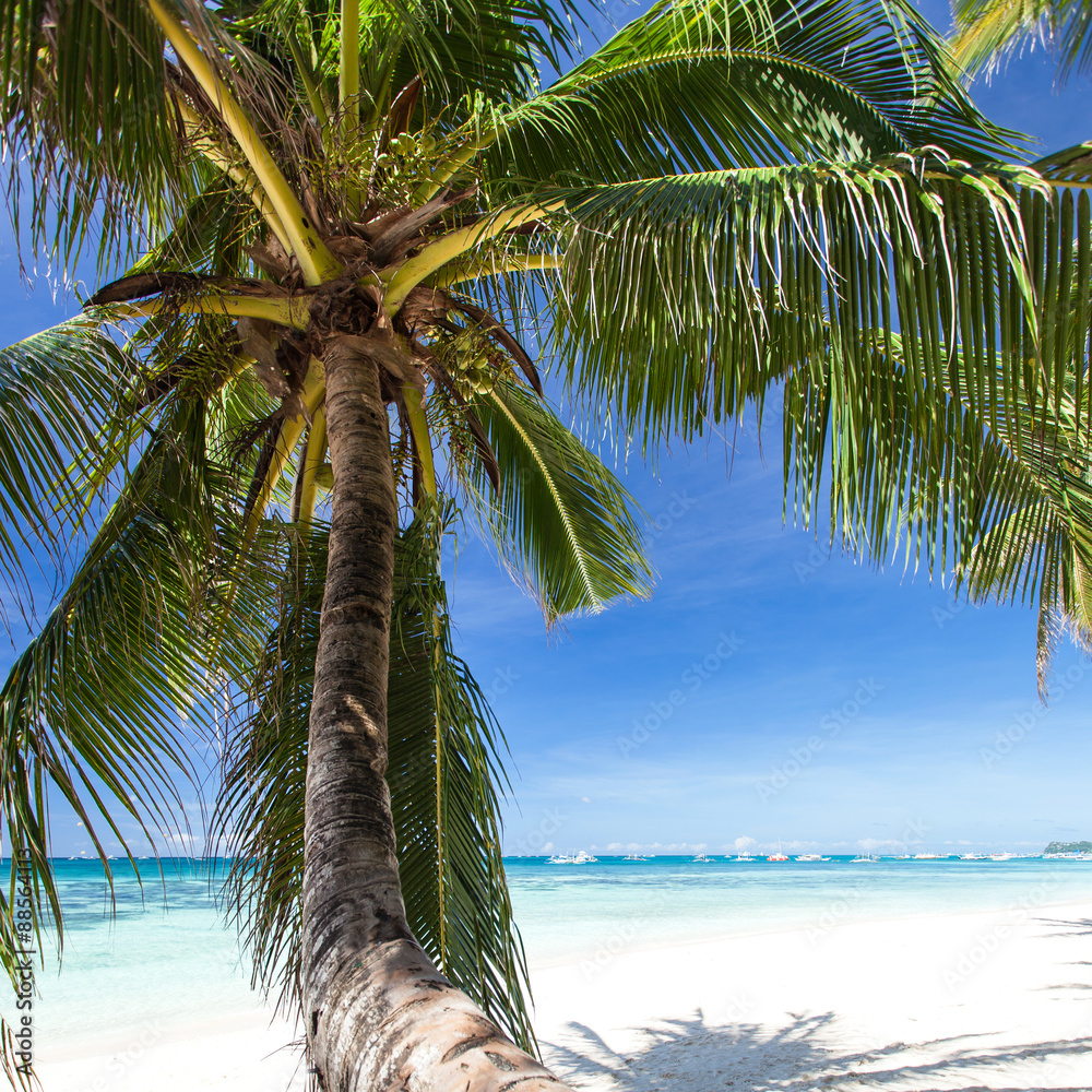 长滩岛白色海滩上美丽的棕榈树
