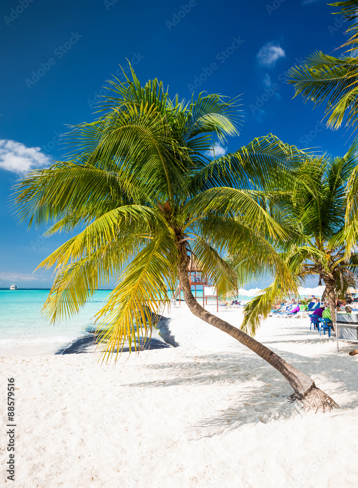 加勒比海岸线上的热带海滩，椰树和白沙