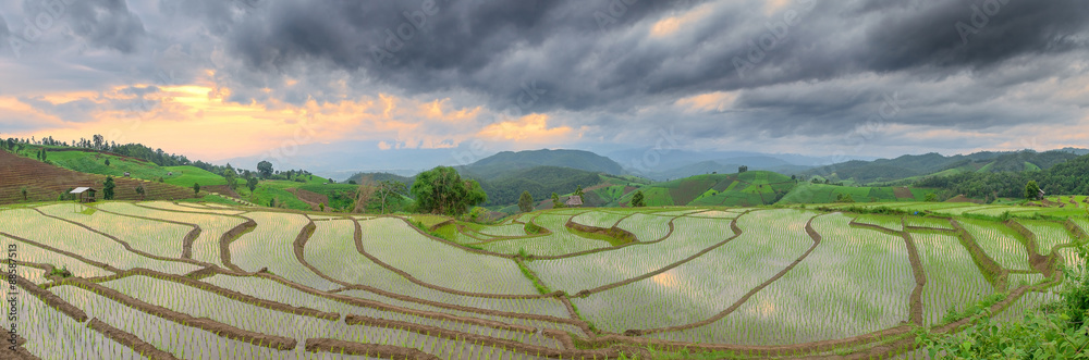 泰国清迈帕庞派的绿色梯田。