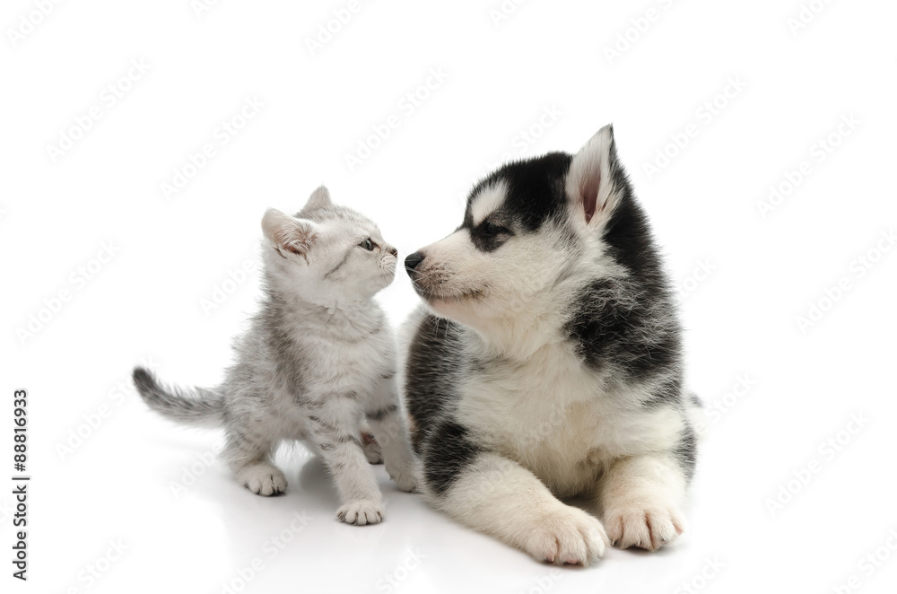 可爱的小狗在白色背景下亲吻可爱的虎斑小猫