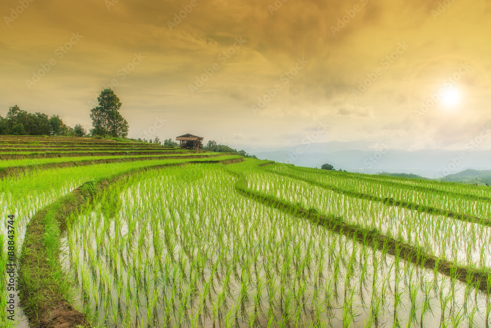 泰国清迈帕蓬蓬的绿色梯田稻田