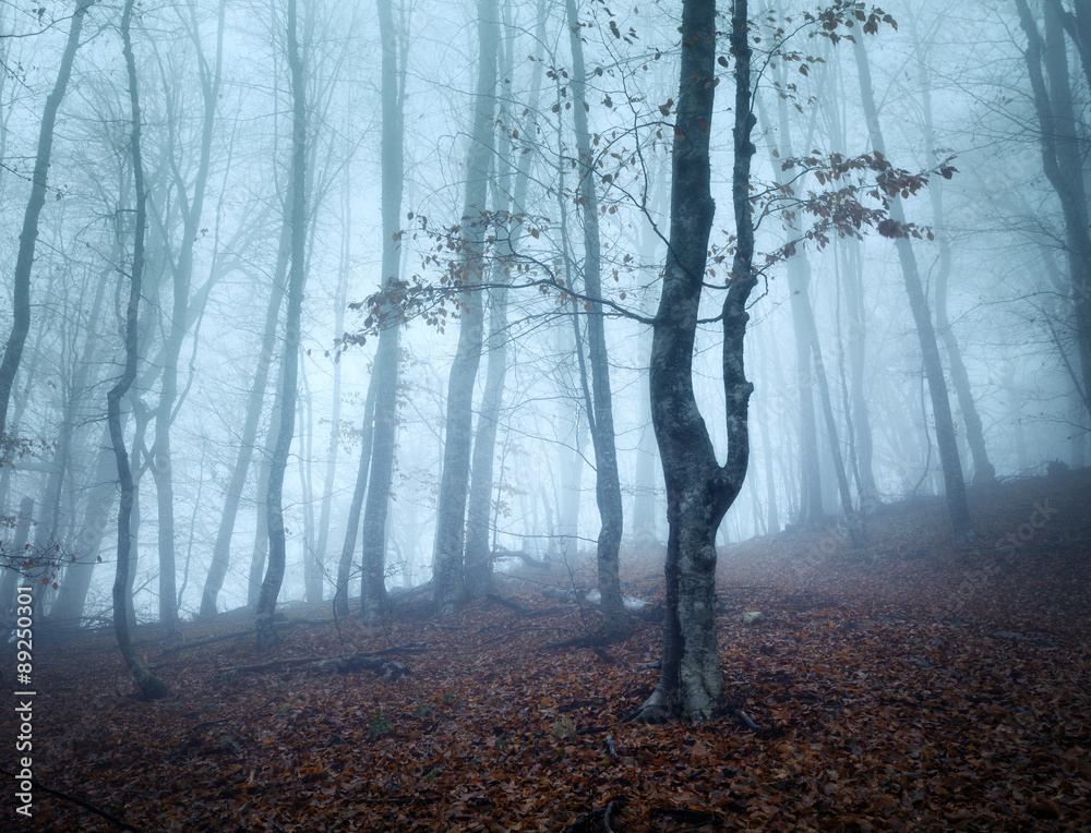 在雾中穿过一片神秘的黑暗老林。秋天