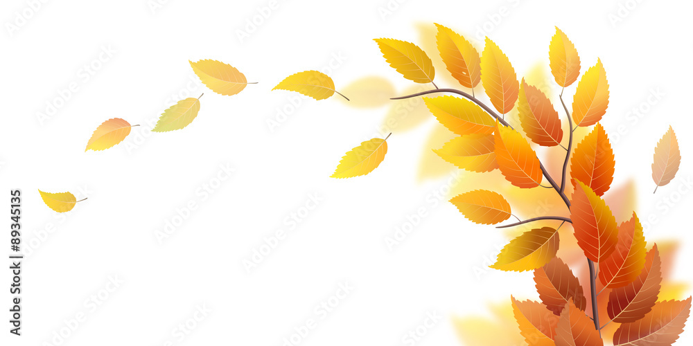 秋天的树枝，白色的叶子，矢量插图