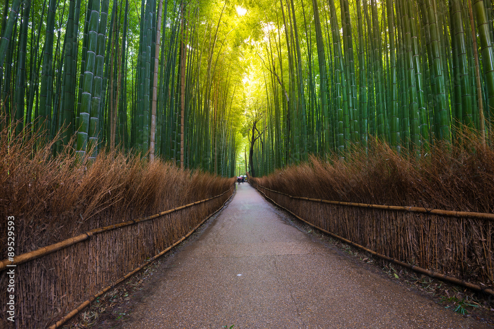 绿色的竹林和步行道。