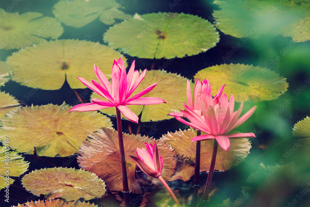 美丽的睡莲花在池塘里绽放
