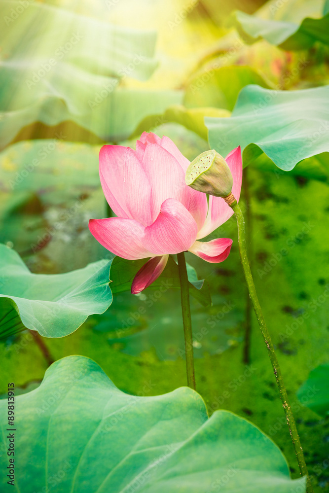 Beautiful lotus flowers bloom in the pond