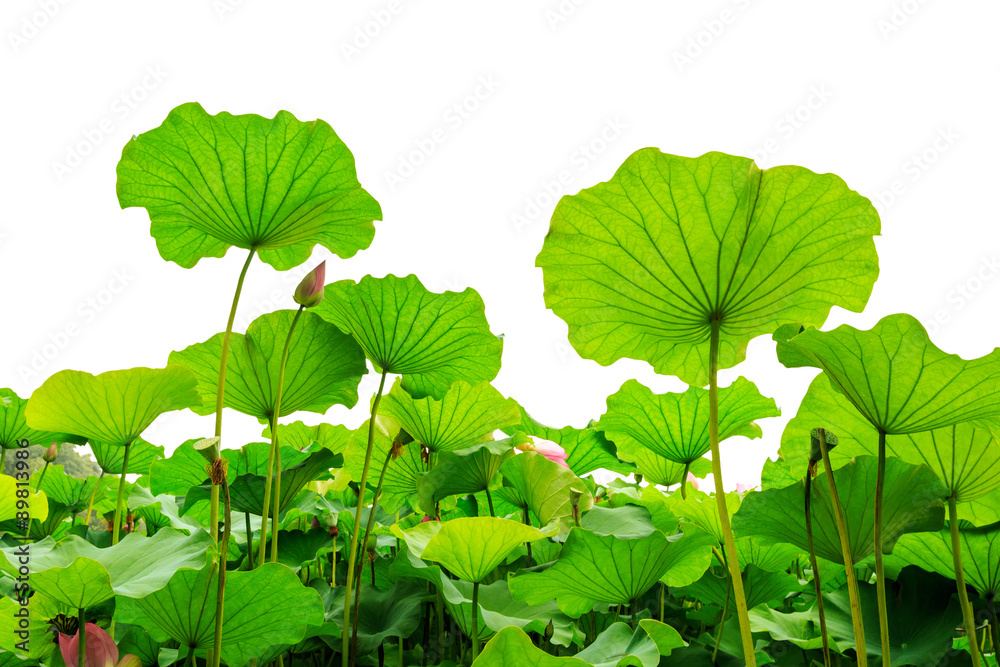 Beautiful lotus leaf background in the pond