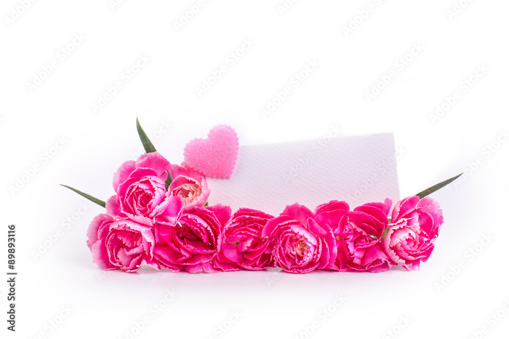 美丽绽放的粉红色康乃馨花朵和白底卡片