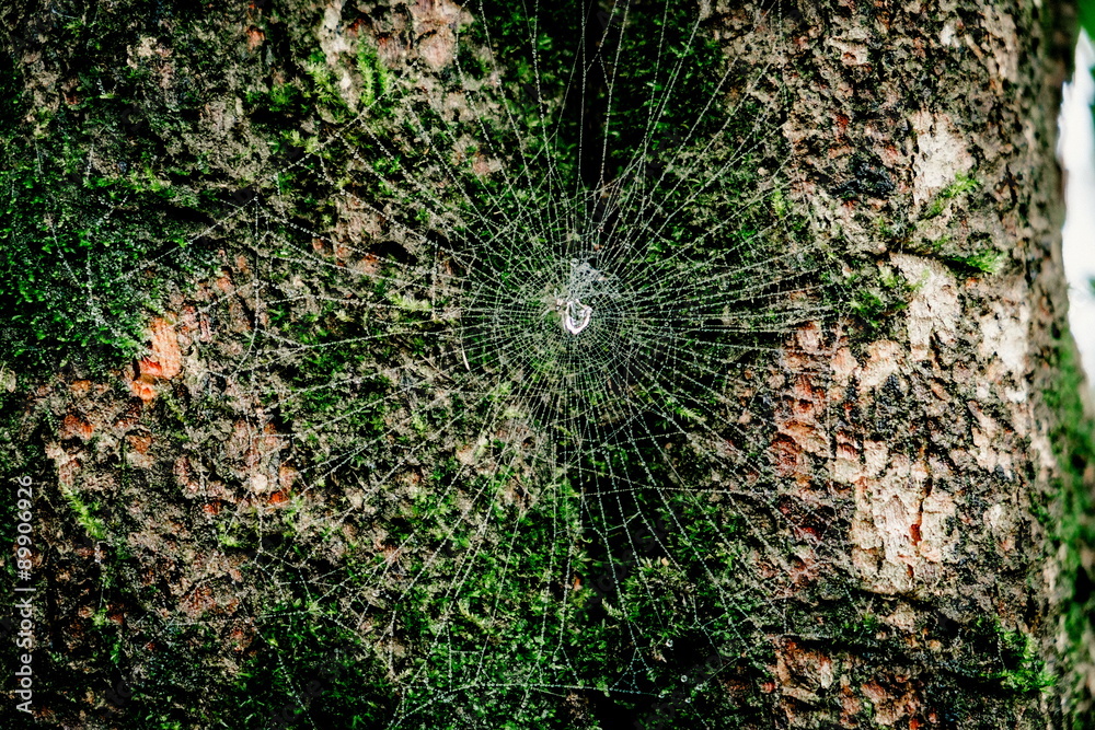 木质纹理背景，绿色苔藓和蜘蛛网