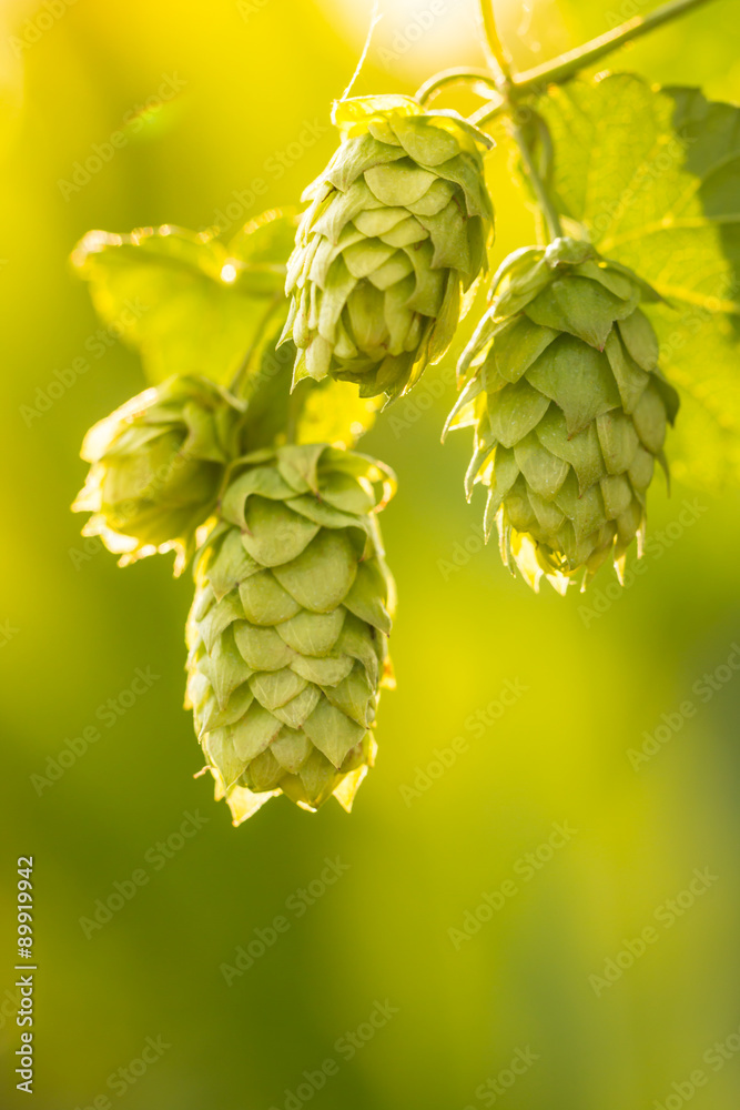 绿色啤酒花的微距照片