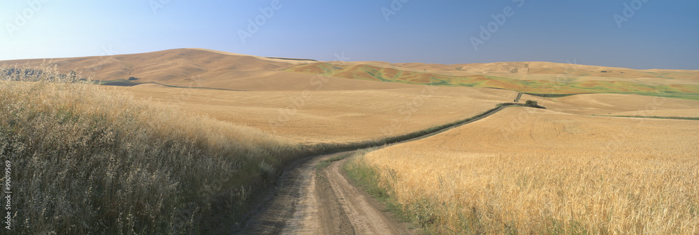 Dirt road through wheat field, Kamiak Butte, S.E. Washington