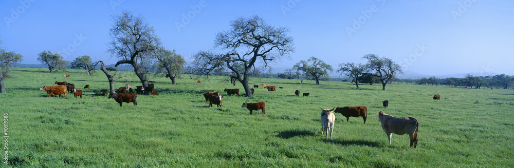 加利福尼亚州圣伊尼斯谷放牧牛