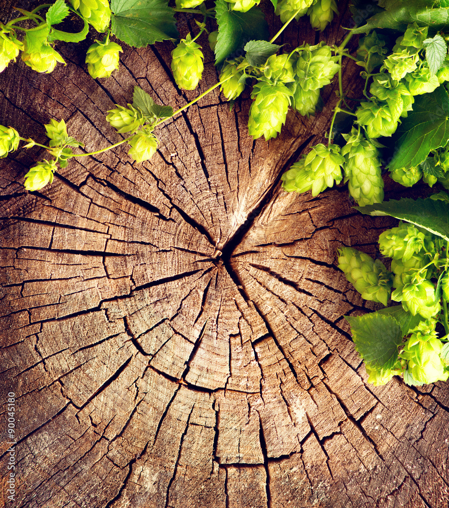 开裂木质背景上的新鲜绿色啤酒花树枝。酿造概念