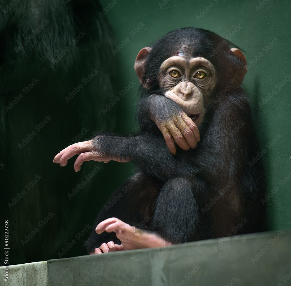 黑猩猩宝宝看着镜头