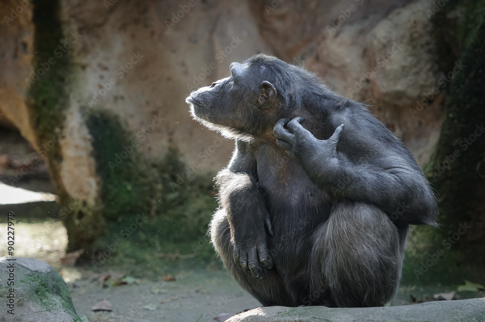 黑猩猩用滑稽的脸抓挠自己