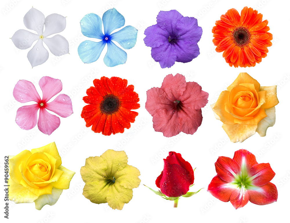 Big Selection of Various Flowers Isolated on White Background. Red, Pink, Yellow, White Colors inclu