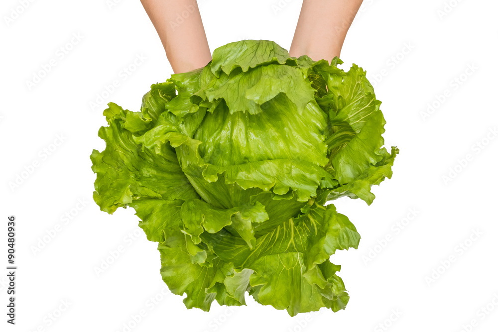 朝採り新鮮レタス　Morning collecting fresh lettuce