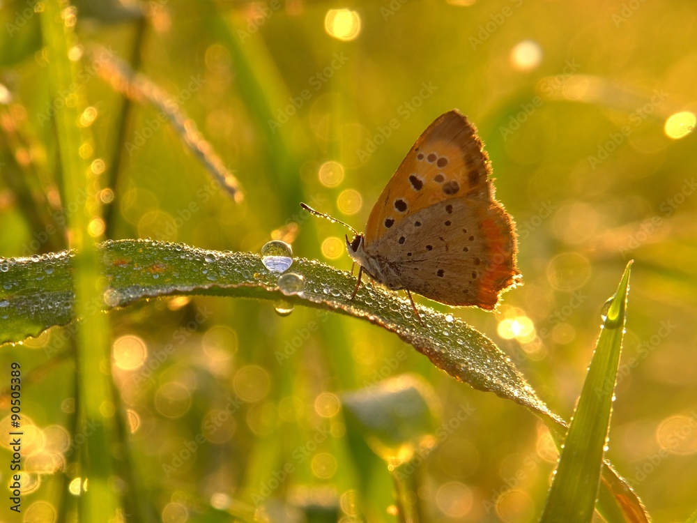 butterfly in the gold mood #2