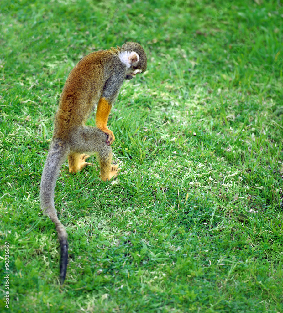 小猴子在草丛里找东西