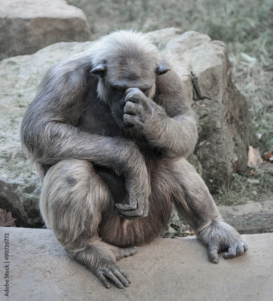 Old chimpanzee deep in thoughts or grief