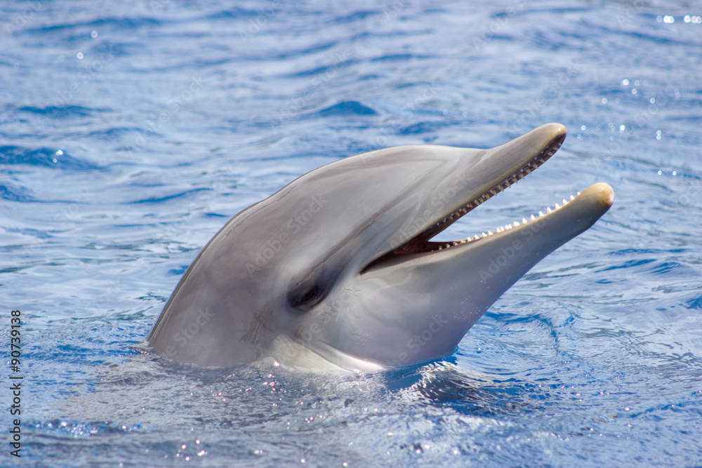 delfin, delphin, dolphin, dauphin, delfín, delfino, golfinho, großer tümmler, tursiops truncatus