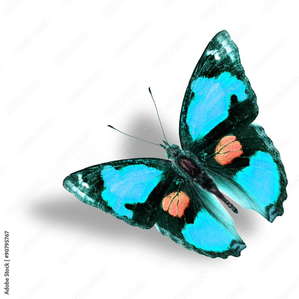 美丽的浅蓝色蝴蝶在花哨的颜色简介上飞行