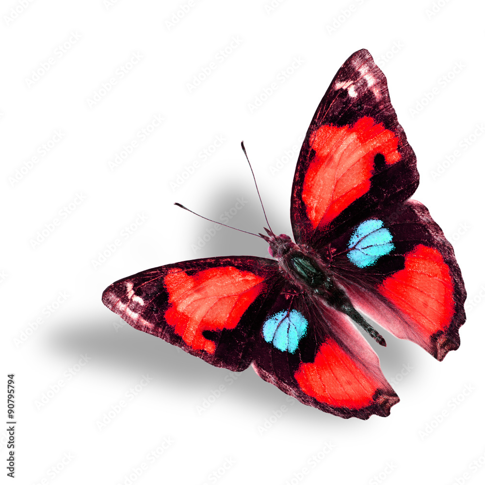 美丽的飞翔的红蝴蝶在白色b上的花哨颜色轮廓