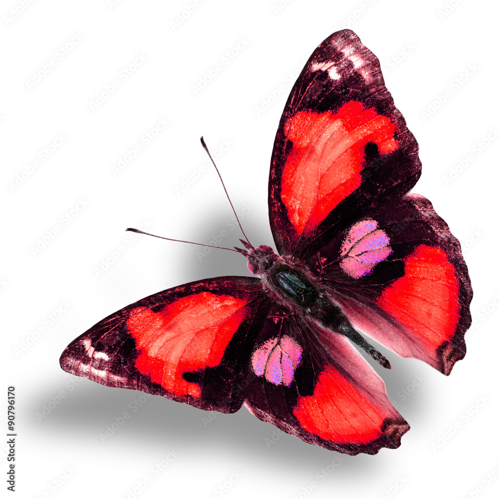 Exotic flying red butterfly in fancy color profile on white back