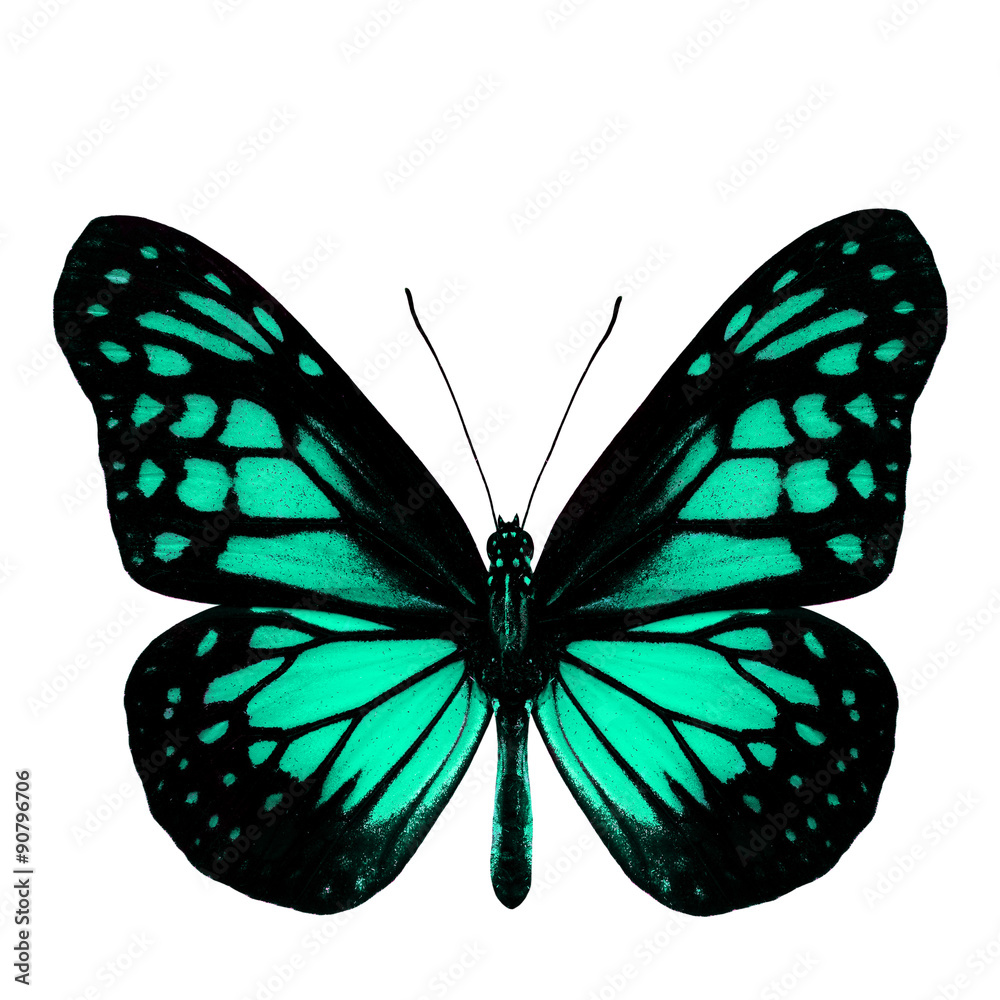 最美丽的浅绿色蝴蝶，色彩缤纷