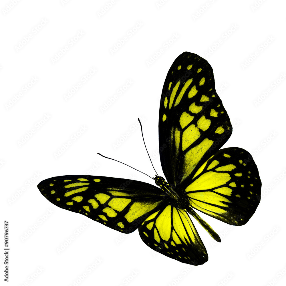 黄色玻璃老虎蝴蝶翅膀上部，自然色p