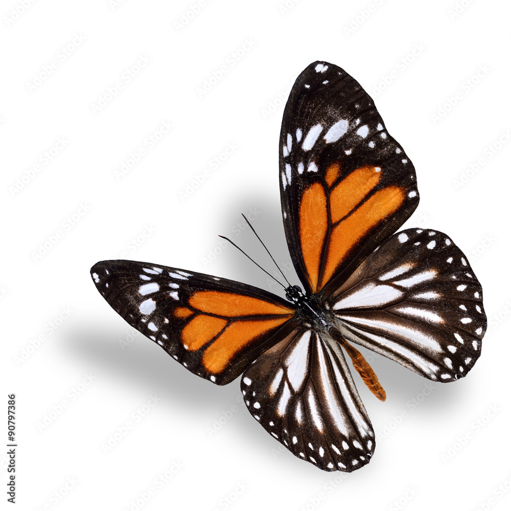 白虎蝶，美丽的飞行橙棕色和whi