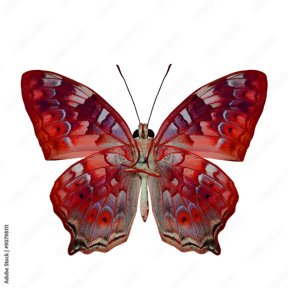 The beautiful red butterfly in fancy color profile isolated on w