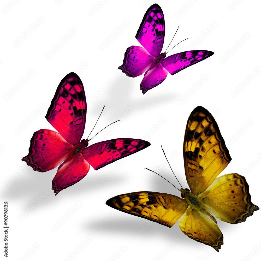 美丽的三重飞翔的迷魂蝶，色彩艳丽o